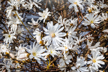 5 STAR MAGNOLIA Stellata TREE Seeds - Fragrant White to Pink Big 4
